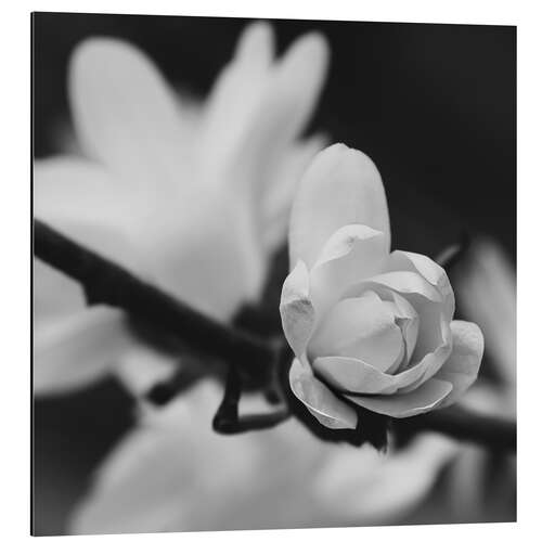 Aluminium print Magnolia