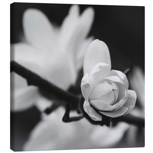 Canvas print Magnolia