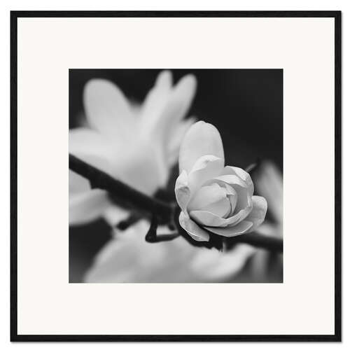Plakat artystyczny premium w ramie Magnolia