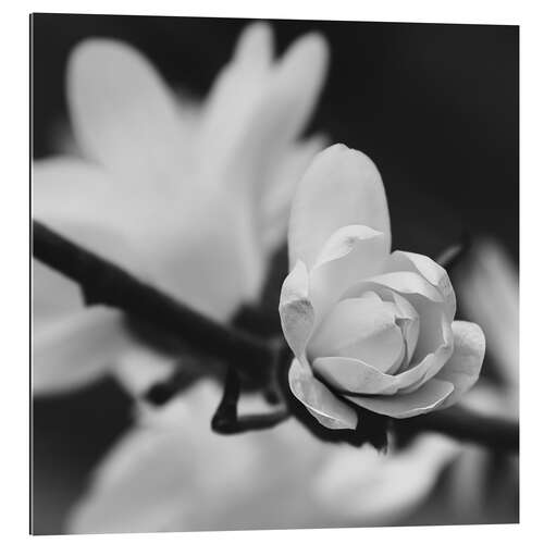 Gallery Print Magnolie