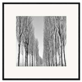 Gerahmter Kunstdruck Allee