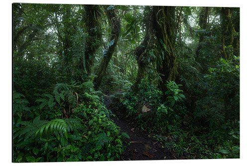 Aluminiumtavla Monteverde Trail