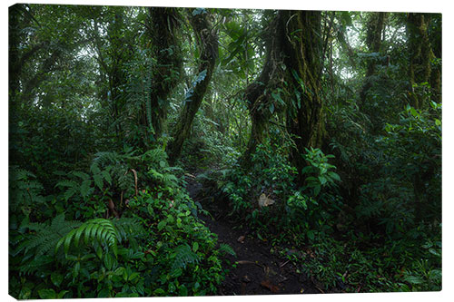 Canvas print Monteverde Trail