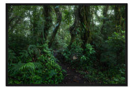 Gerahmter Kunstdruck Monteverde-Trail