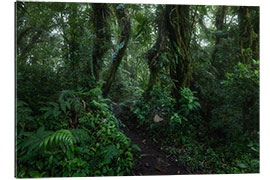 Gallery print Monteverde Trail