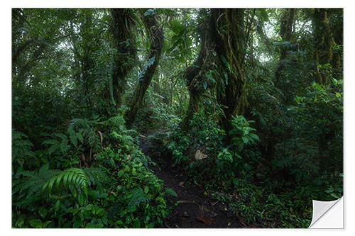 Naklejka na ścianę Monteverde Trail