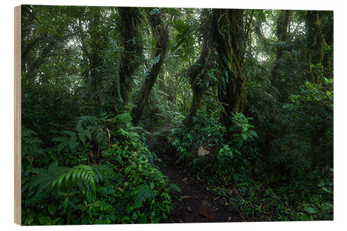 Quadro de madeira Monteverde Trail