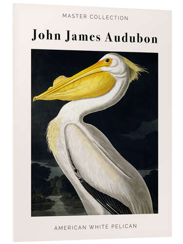 Foam board print American White Pelican