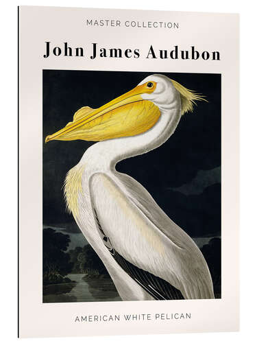 Gallery print American White Pelican