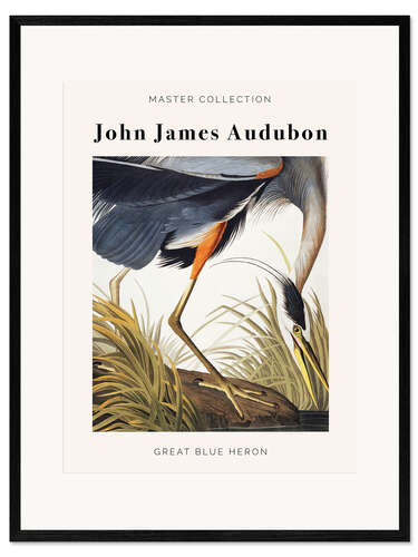 Framed art print Great Blue Heron