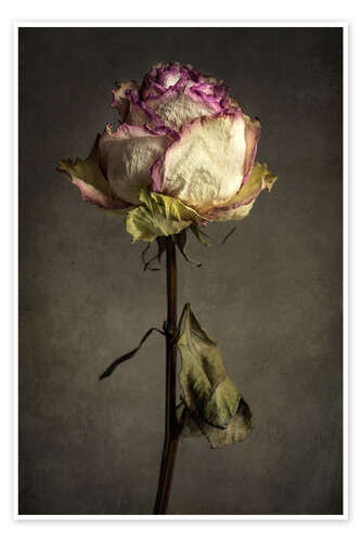 Plakat Birthday dried rose