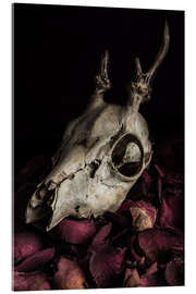 Akryylilasitaulu  Still life with billy goat skull and rose petals - Jaroslaw Blaminsky