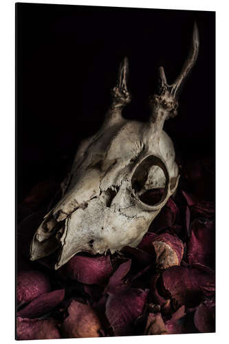 Aluminium print Still life with billy goat skull and rose petals