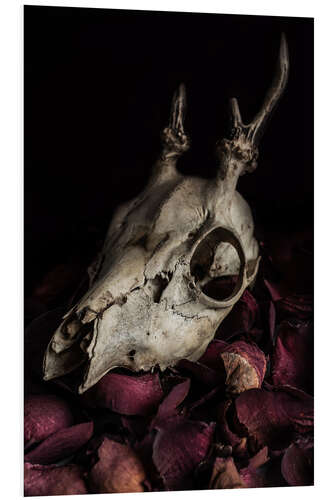 Foam board print Still life with billy goat skull and rose petals