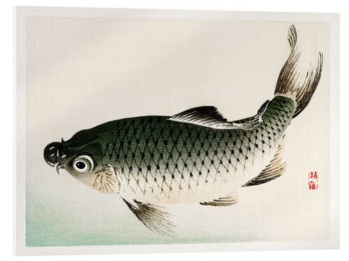 Acrylic print Carp