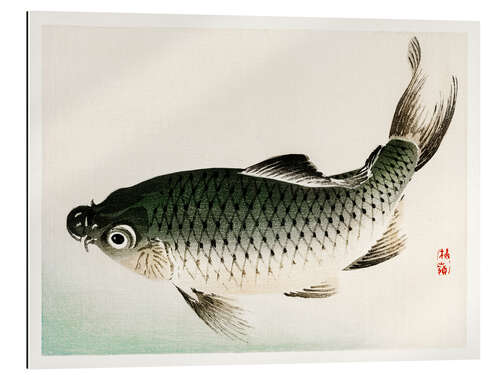 Gallery print Carp