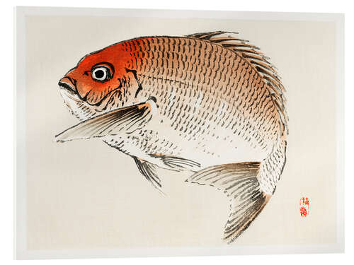Acrylglas print Tai (Red Seabream) fish