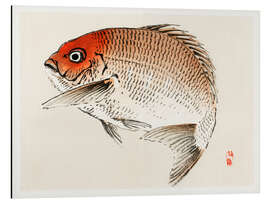 Aluminium print Tai (Red Seabream) fish