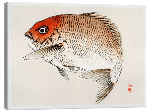 Canvas print Tai (Red Seabream) fish