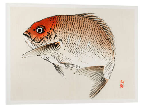 Foam board print Tai (Red Seabream) fish