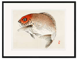 Kunsttryk i ramme Tai (Red Seabream) fish