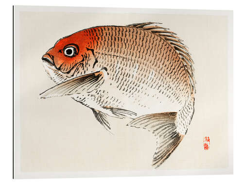 Gallery print Tai (Red Seabream) fish