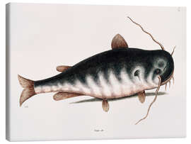 Canvas print Illustration of a Catfish