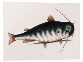 Foam board print Illustration of a Catfish