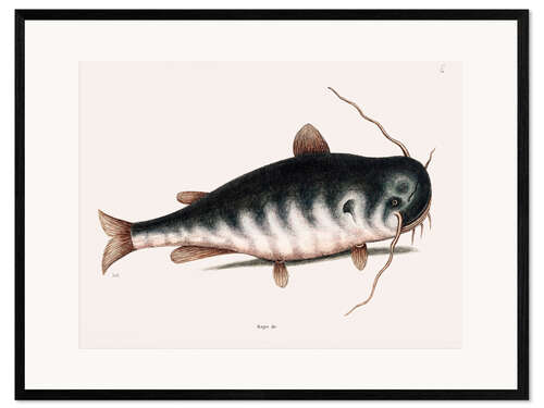 Ingelijste kunstdruk Illustration of a Catfish