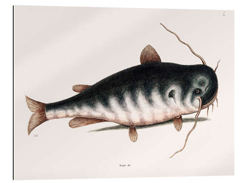 Gallery print Illustration of a Catfish