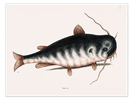 Wall print  Illustration of a Catfish - Mark Catesby