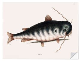 Vinilo para la pared Illustration of a Catfish