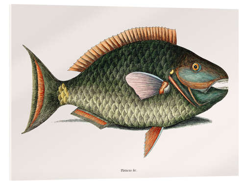 Akrylglastavla Illustration of a Parrot Fish