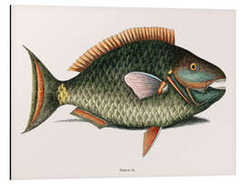 Cuadro de aluminio Illustration of a Parrot Fish