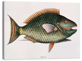 Canvas print Illustration of a Parrot Fish