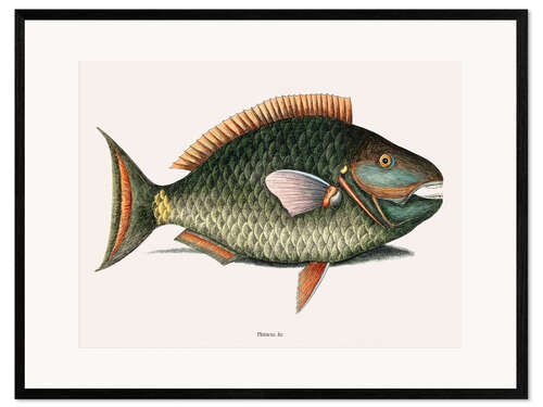 Framed art print Illustration of a Parrot Fish