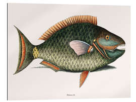 Gallery print Illustration of a Parrot Fish