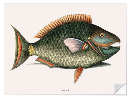 Vinilo para la pared Illustration of a Parrot Fish