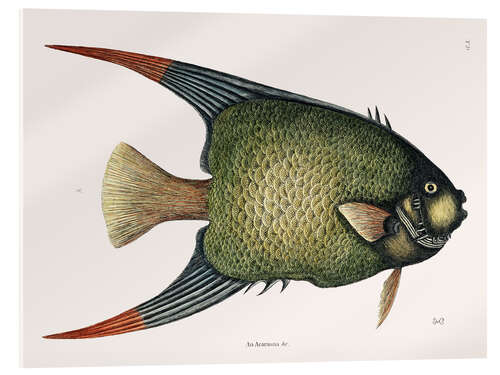 Akrylglastavla Illustration of an Angel Fish