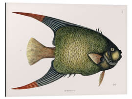 Alubild Illustration eines Kaiserfisches