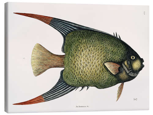 Canvas-taulu Illustration of an Angel Fish