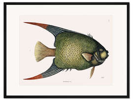 Gerahmter Kunstdruck Illustration eines Kaiserfisches