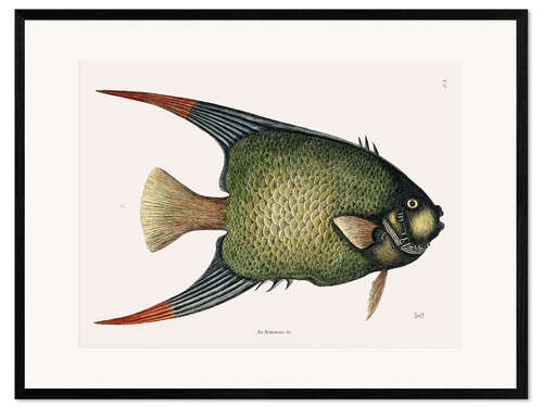 Ingelijste kunstdruk Illustration of an Angel Fish