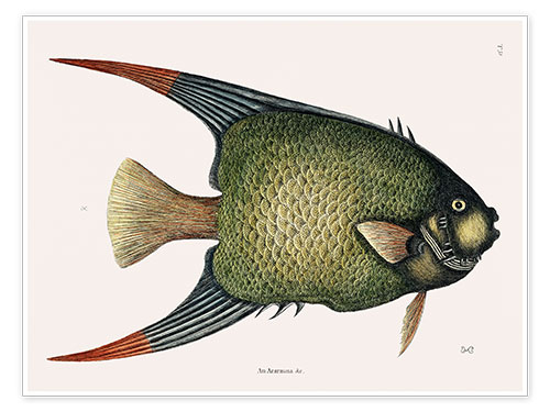 Póster Illustration of an Angel Fish