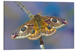 Tableau en aluminium Peacock moth