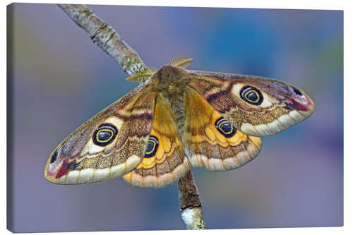 Canvas print Peacock moth