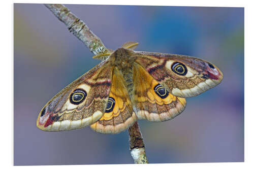 Foam board print Peacock moth