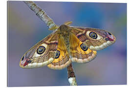 Quadro em plexi-alumínio Peacock moth