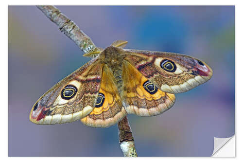 Selvklebende plakat Peacock moth