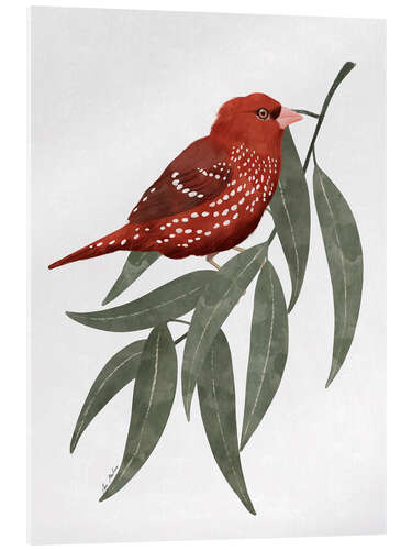 Acrylic print Bengali red bird